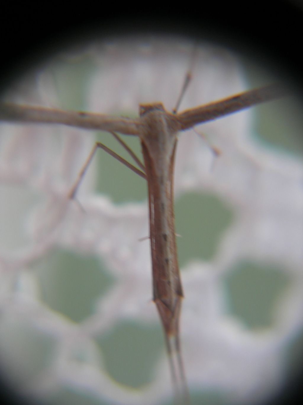 Pterophoride da id - Emmelina monodactyla